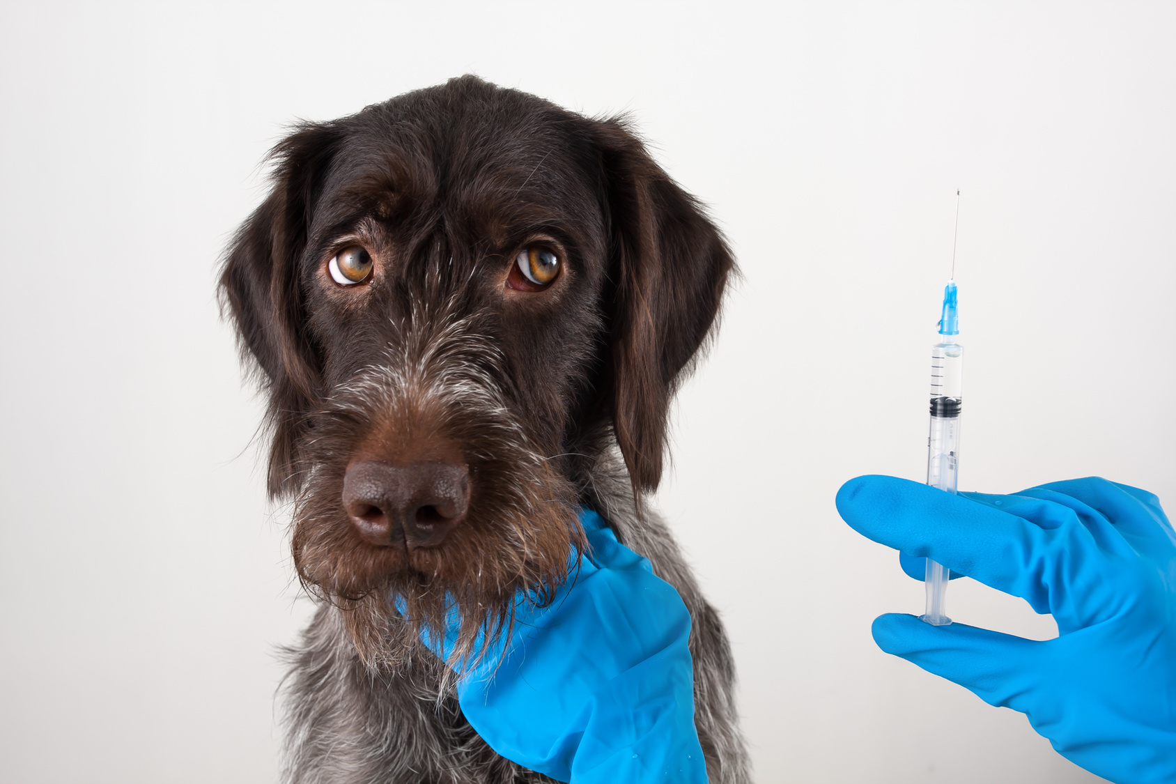 犬のワクチンは毎年必要？日本で接種可能な種類と値段の目安をご紹介 保険の先生